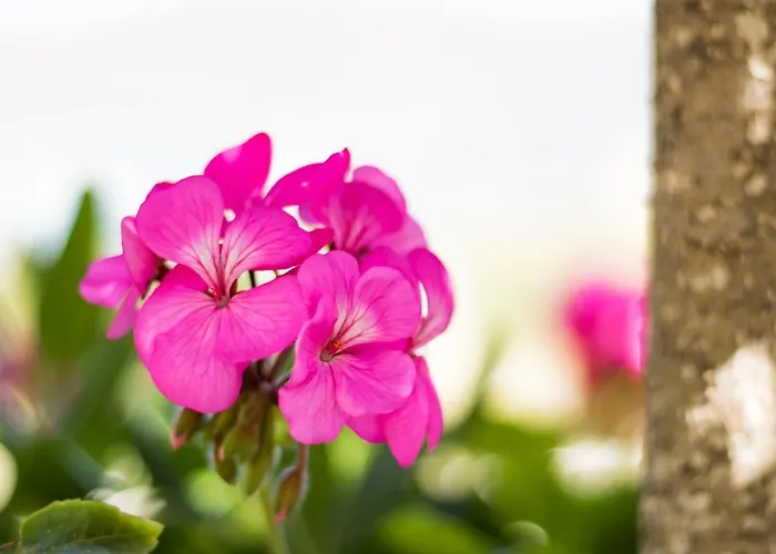 Salla Chiotis Karpathos